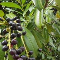 Prunus laurocerasus L.